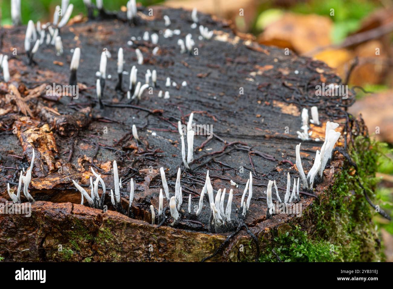 Champignons Candlesnuff (Xylaria hypoxylon) poussant sur une souche d'arbre pendant l'automne, Angleterre, Royaume-Uni Banque D'Images