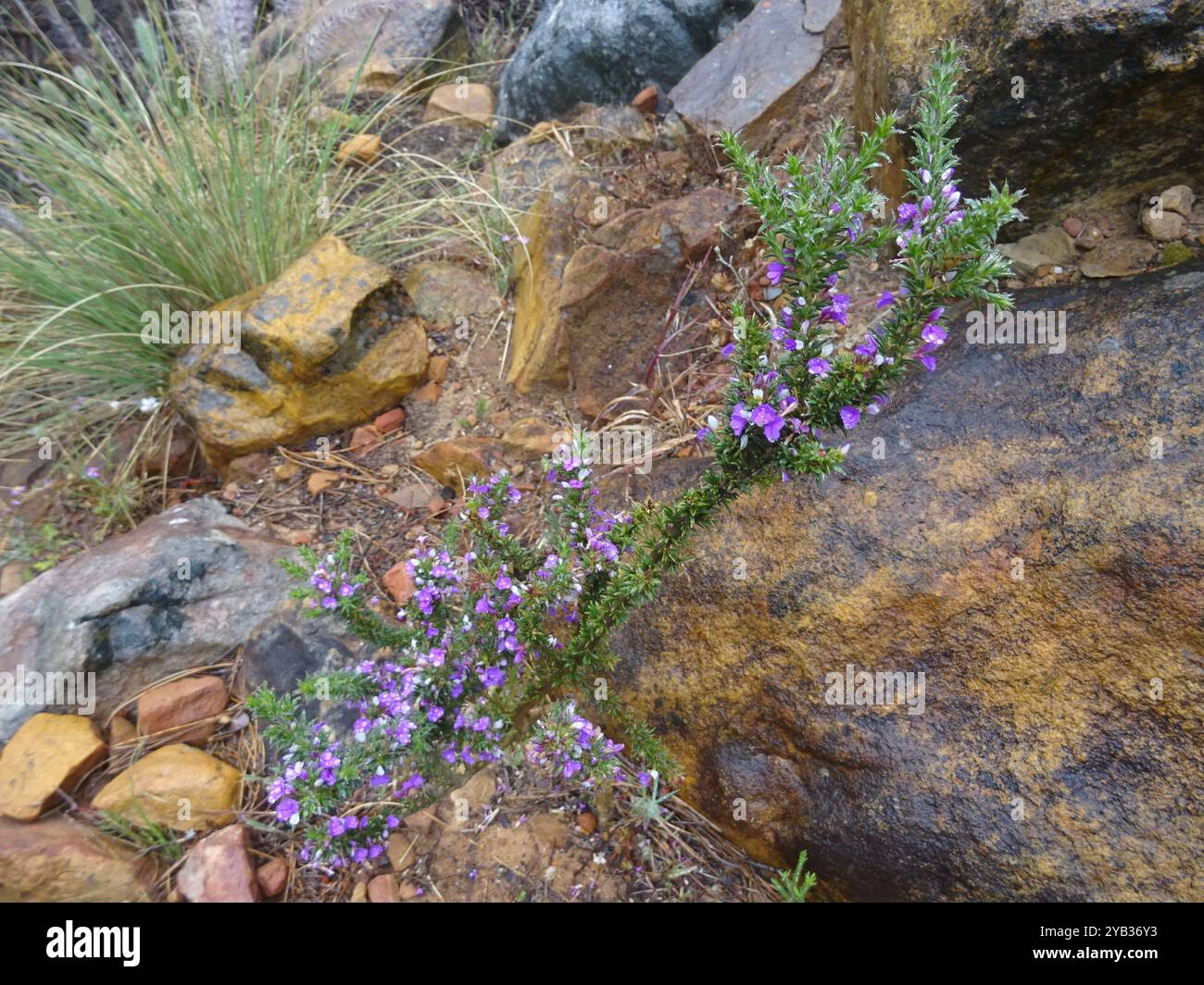 Pricket Purplegorse (Muraltia heisteria) Plantae Banque D'Images