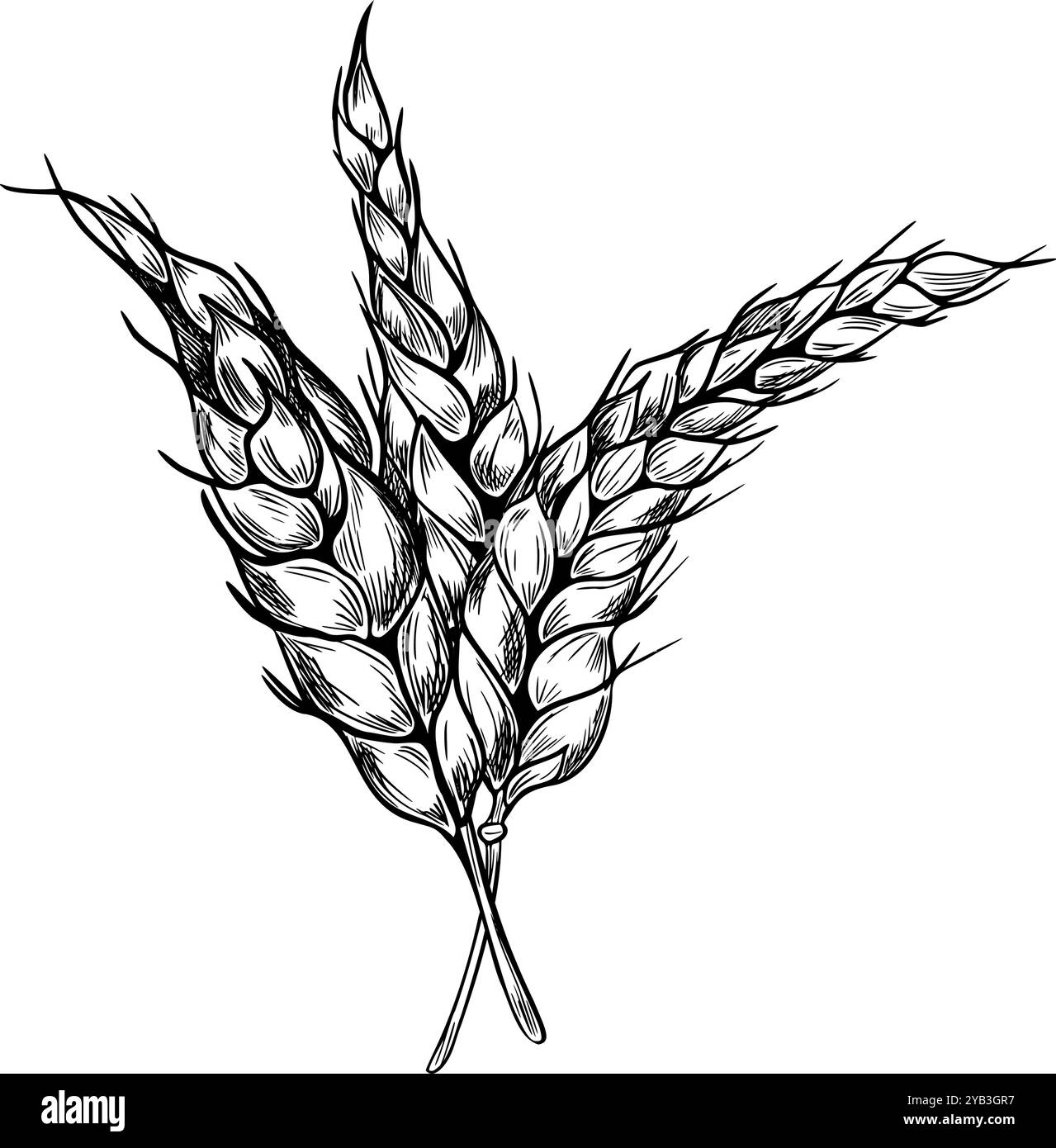 Bouquet d'oreilles de blé sur tige noir blanc illustration vectorielle graphique isolé. Ensemble de seigle épilé, orge monochrome dessiné à la main par encre botanique Illustration de Vecteur