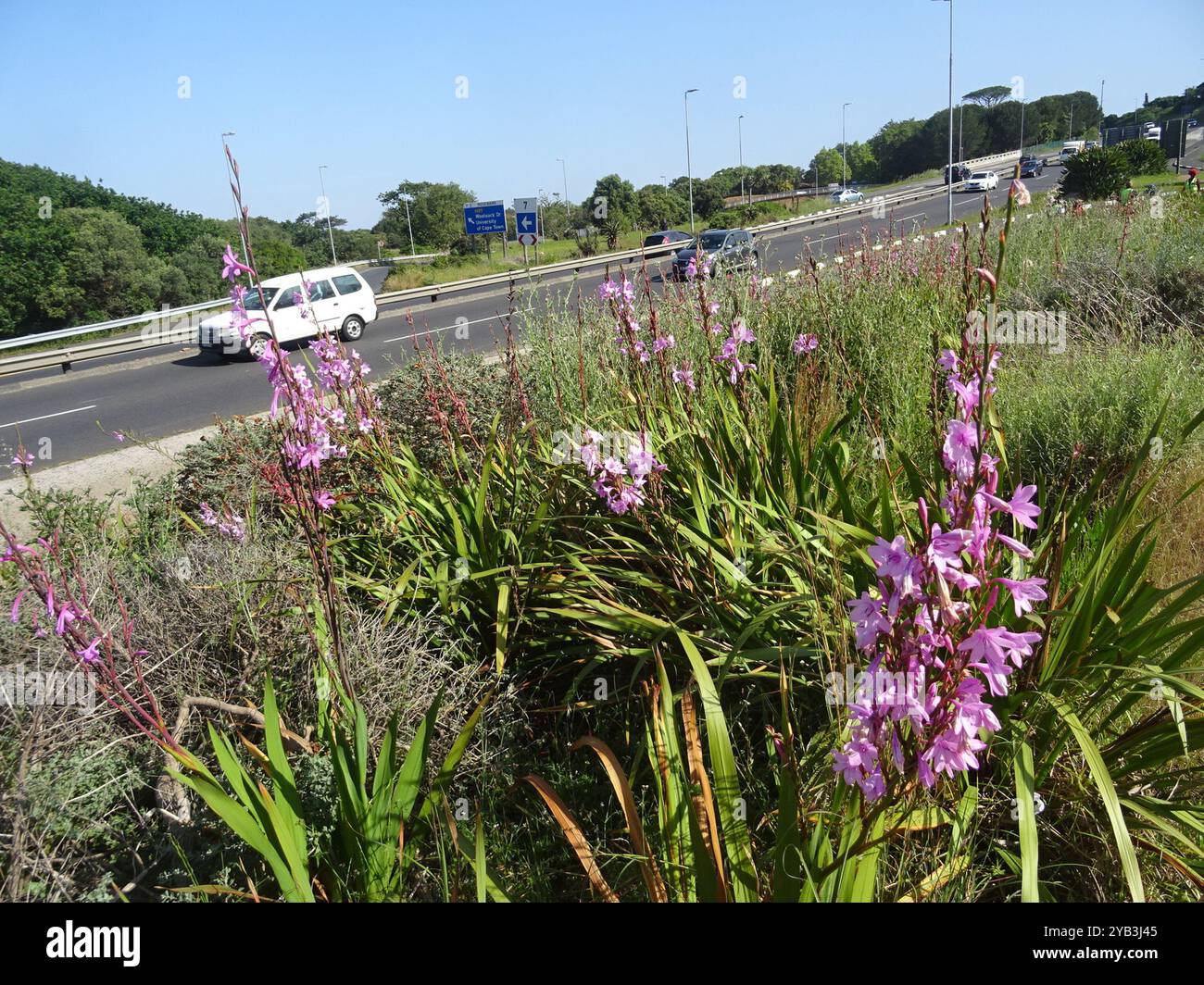 Bugle-Lily (Watsonia borbonica) Plantae Banque D'Images