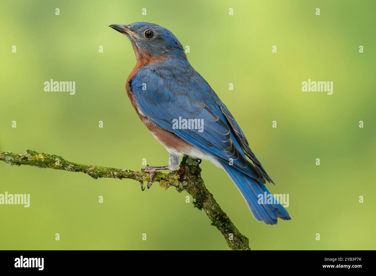 Bleuet de l'est Sialia sialis Banque D'Images