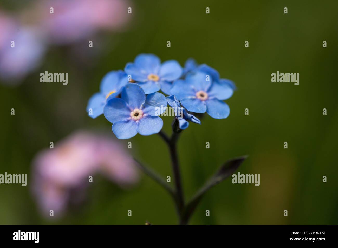 Alpine oubliez-moi pas les fleurs, herbacé, pérenne, plante à fleurs de la famille des Boraginacées. Bleu, petites fleurs dans le fond flou. Banque D'Images