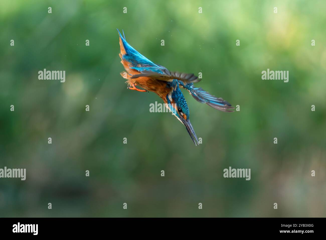 Kingfisher Alcedo atthis, commun Banque D'Images