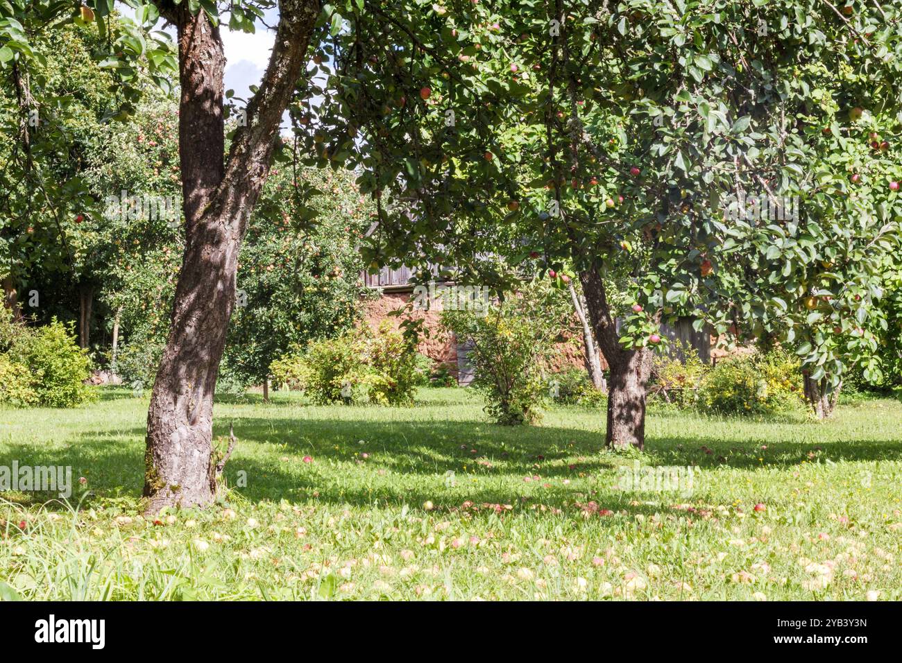 Dans le verger de pommiers avec des pommes tombées sur l'herbe Banque D'Images