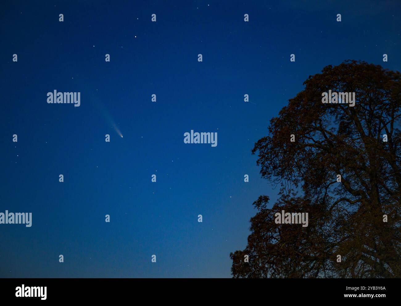 Lietzen, Allemagne. 16 octobre 2024. La comète Tsuchinshan-Atlas peut être vue dans le ciel nocturne au-dessus de Brandebourg. L'atlas de Tsuchinshan, également connu sous le nom de C/2023 A3, provient du nuage d'Oort, une collection d'objets situés à l'extrémité du système solaire, et se déplace vers le soleil depuis très longtemps. Crédit : Patrick Pleul/dpa/Alamy Live News Banque D'Images