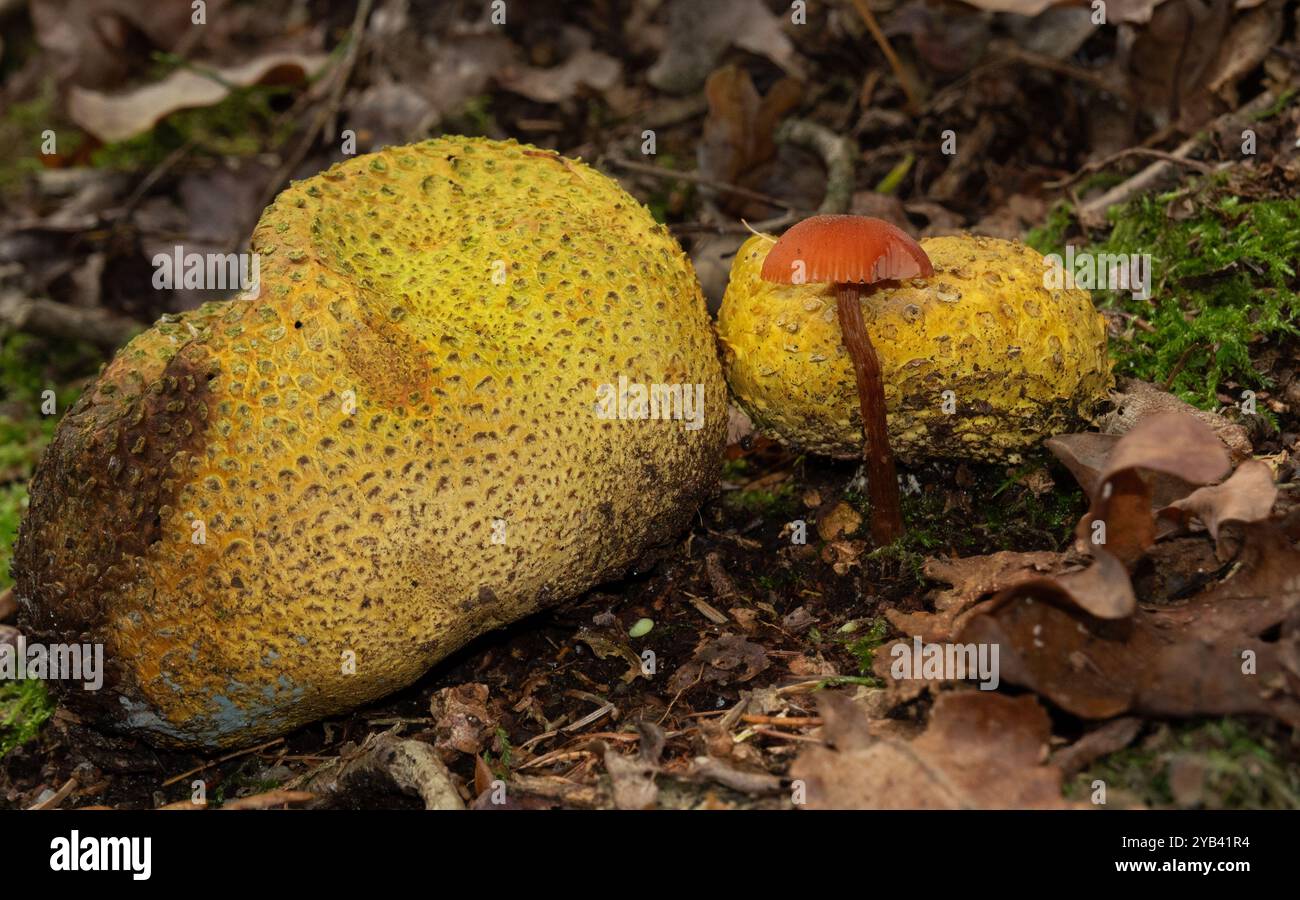 Deux boules de terre communes et un Deceiver entre les feuilles tombées Banque D'Images