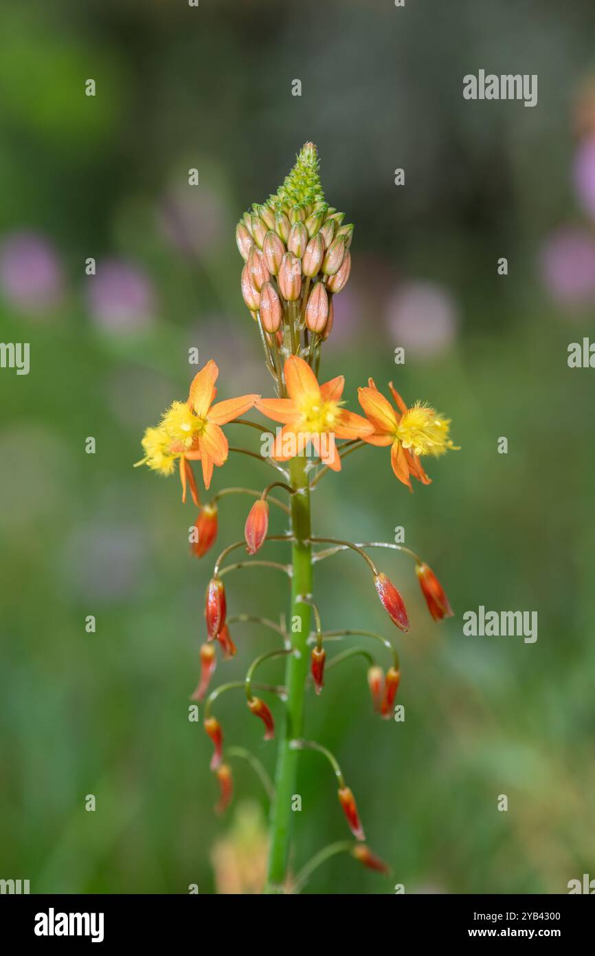 Gros plan des fleurs de bulbine (bulbine frutescens) en fleurs Banque D'Images