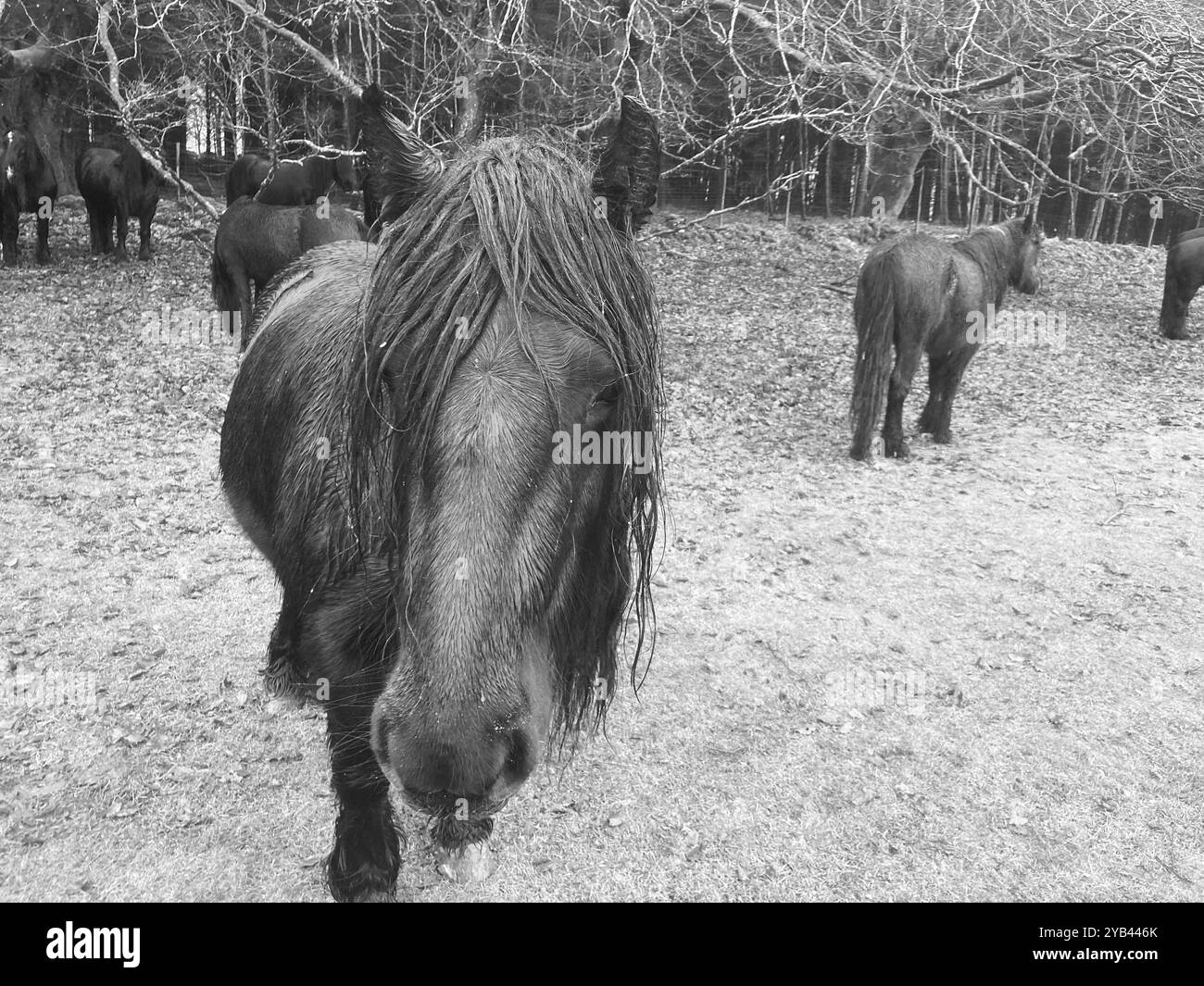 Chevaux sauvages - Image de stock capturée avec un smartphone