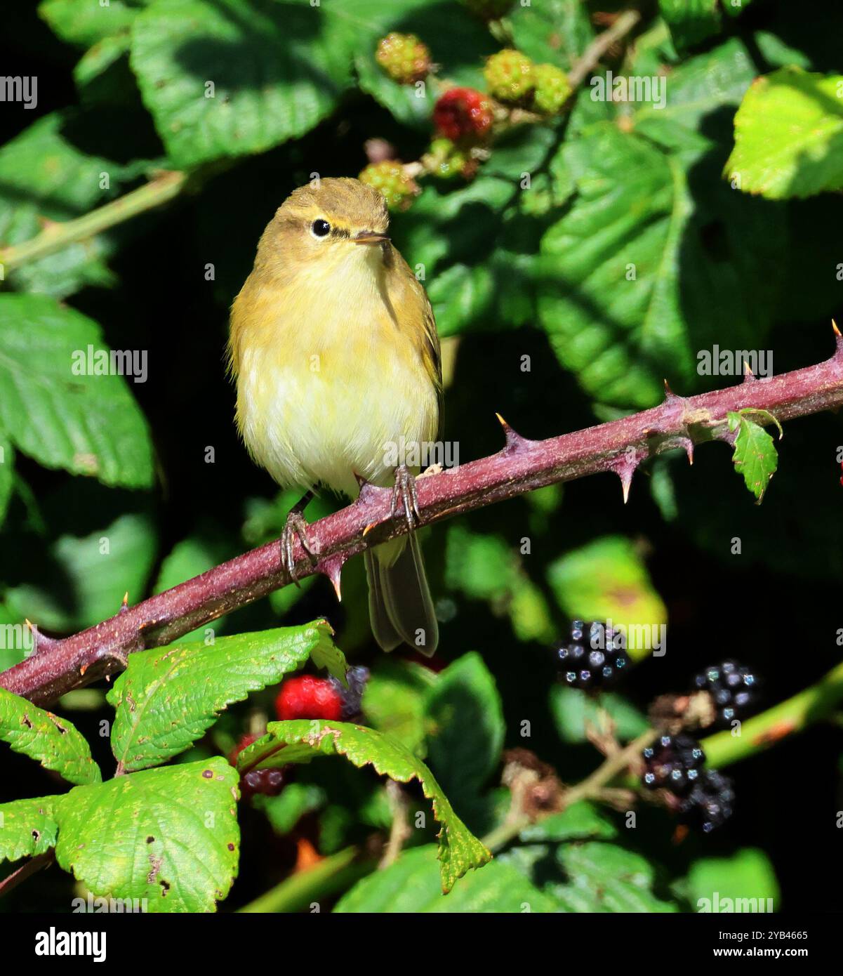 Une Paruline de saule (Phylloscopus trochilus) dans une haie de Bramble en automne au Royaume-Uni Banque D'Images