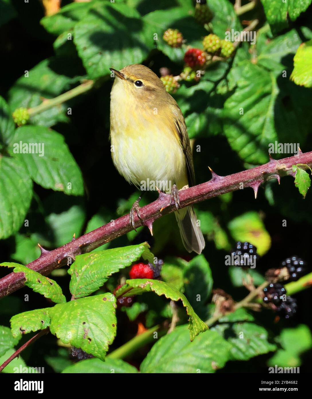 Une Paruline de saule (Phylloscopus trochilus) dans une haie de Bramble en automne au Royaume-Uni Banque D'Images