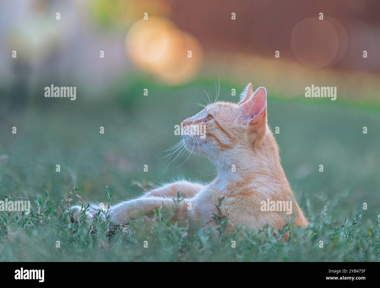 Un chat tabby orange repose paisiblement sur l'herbe, regardant vers le haut avec une expression calme et sereine. L'éclairage chaud et naturel et l'effet bokeh doux i Banque D'Images
