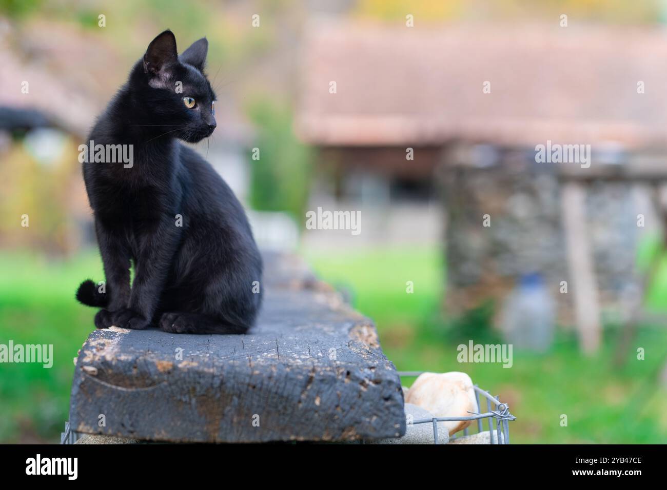 Un chat noir élégant est assis paisiblement à l'extérieur sur une surface en bois, avec un arrière-plan doux et flou qui souligne la fourrure brillante du chat et vous captivant Banque D'Images