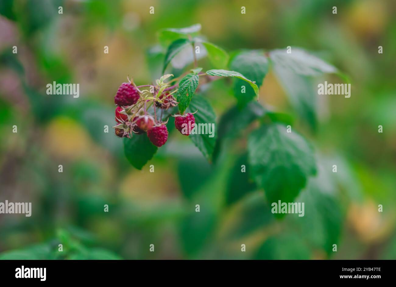 Un groupe de framboises rouges mûres pend à une branche feuillue dans un jardin verdoyant. L'éclairage naturel et la mise au point douce de l'arrière-plan soulignent la vibra Banque D'Images