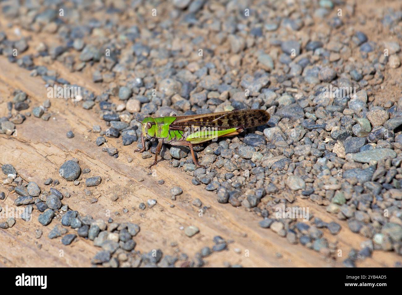 Le criquet migrateur se nourrit de cultures et d'herbes. Cette photo a été prise dans le parc Father Collins, Dublin, mettant en évidence son aspect urbain rare. Banque D'Images