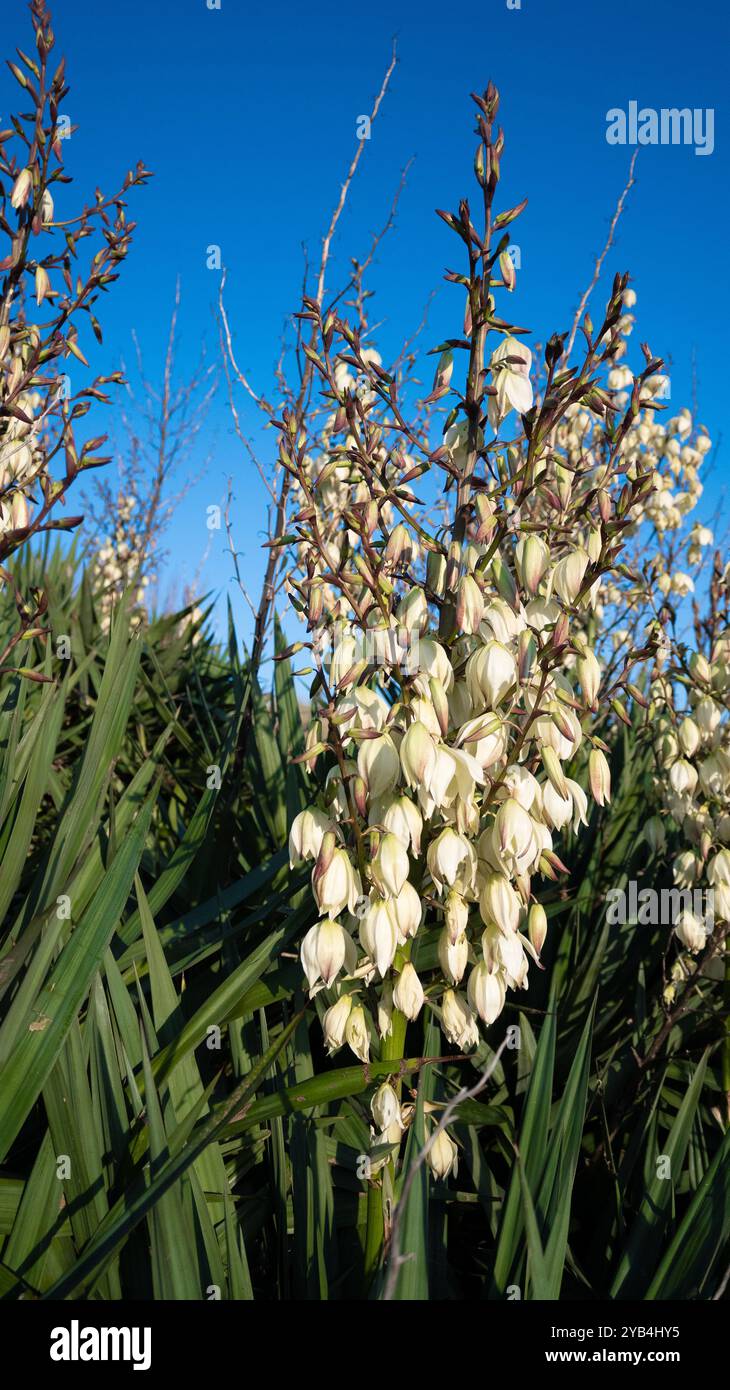 Yucca glloriosa dans la famille des Asparagaceae originaire du sud-est des États-Unis. Banque D'Images