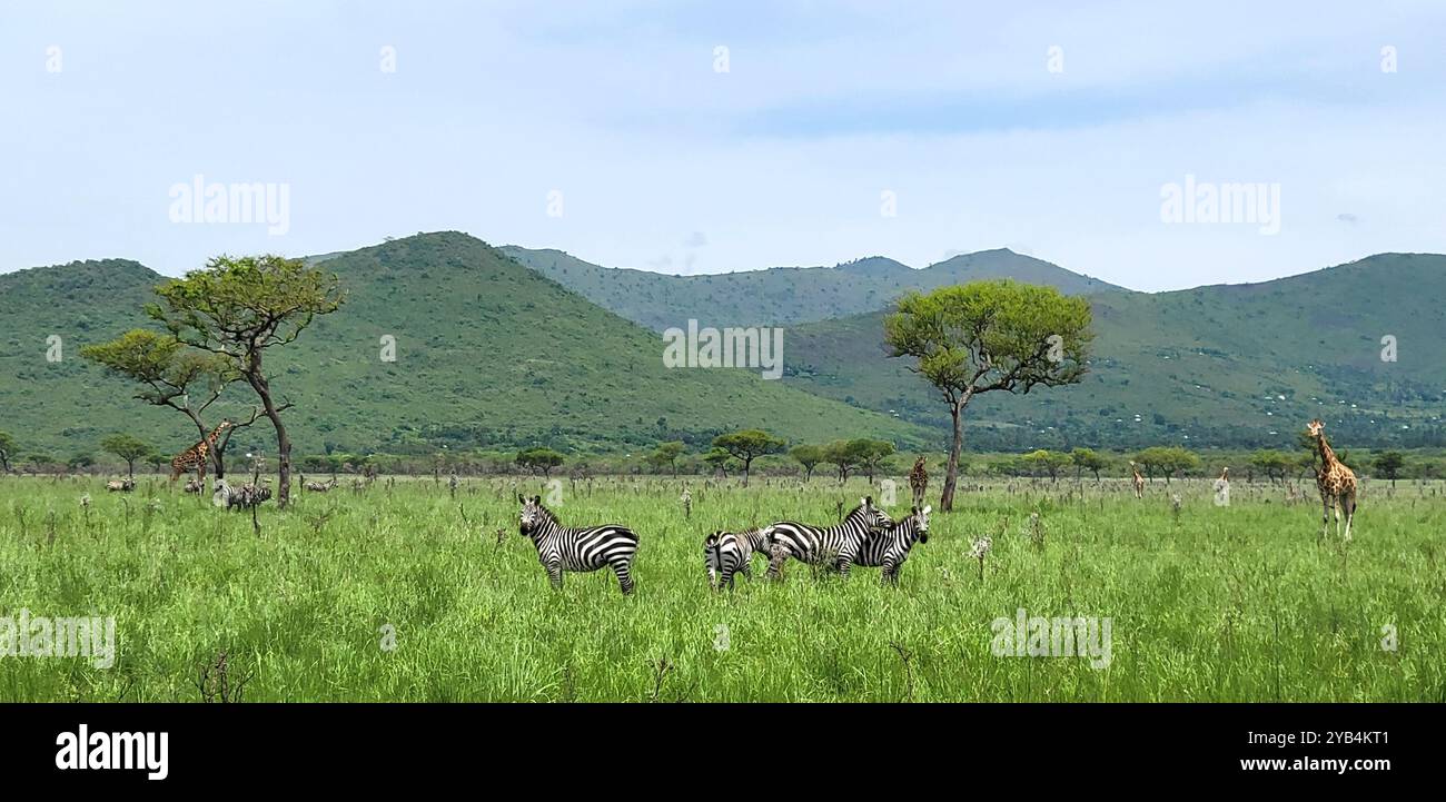 Les animaux de l'Afrique - Image de stock capturée avec un smartphone