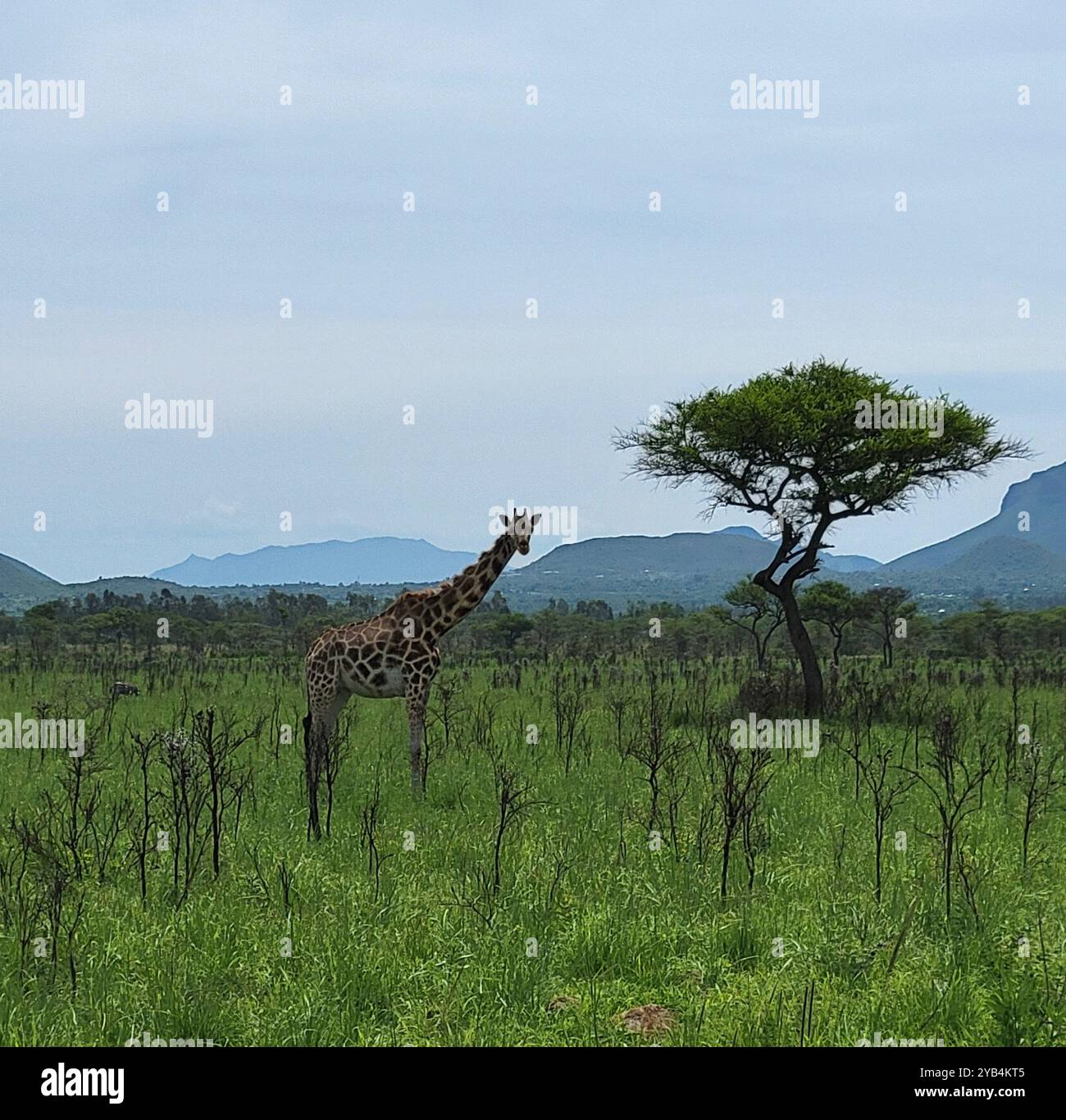 Girafe au Kenya - Image de stock capturée avec un smartphone