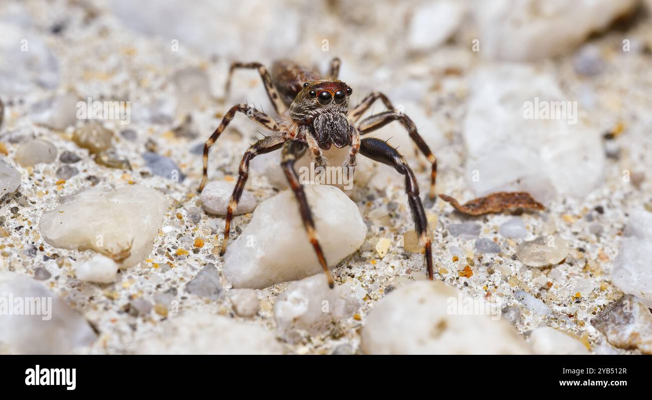 Macro gros plan de Bronze Jumper Spider (Helpis minitabunda) sur des galets à Hobart, Tasmanie, Australie. Banque D'Images