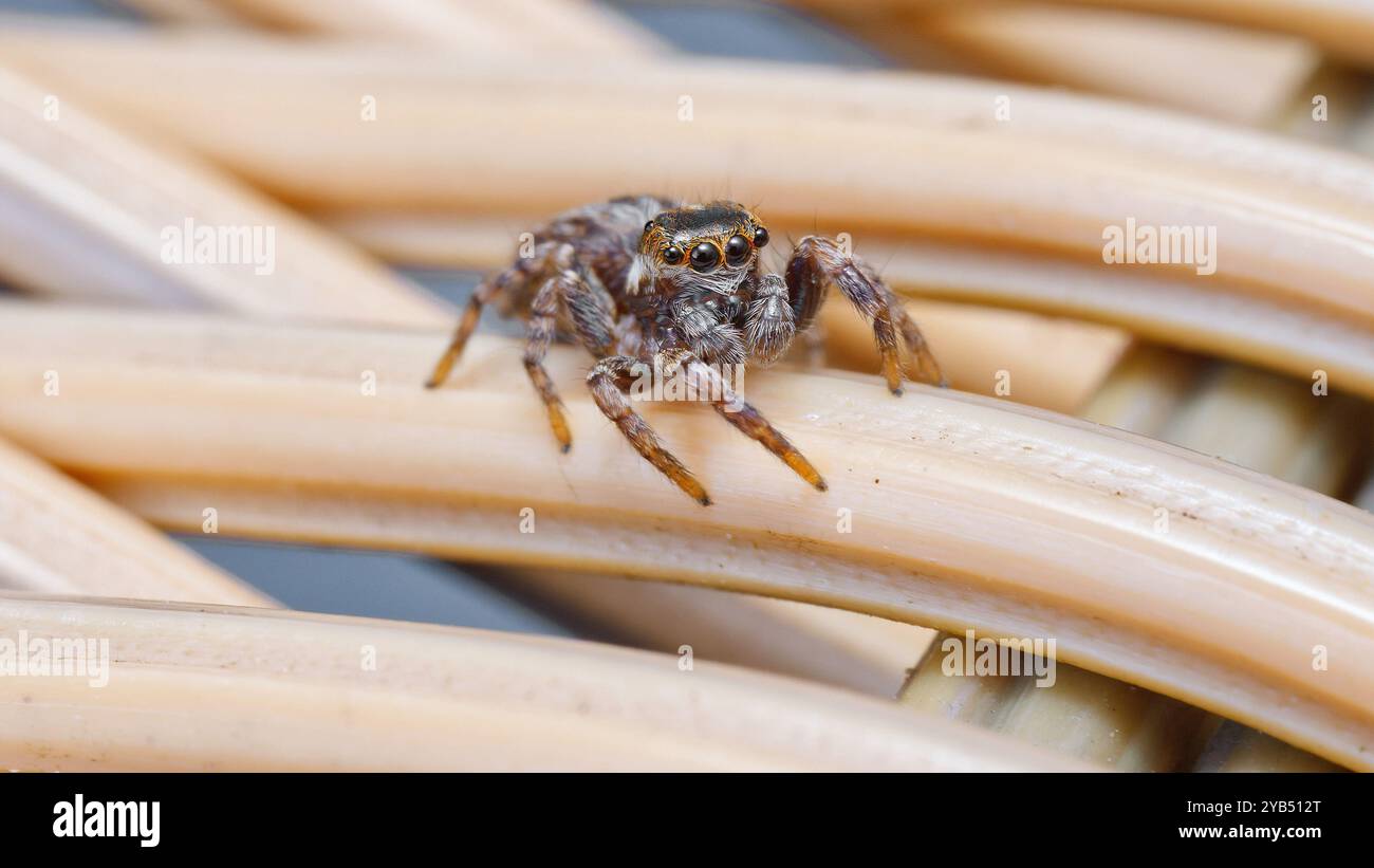 Macro gros plan de l'araignée sauteuse de Frost (Jotus frosti) sur une chaise de canne dans un jardin à Hobart, Tasmanie, Australie Banque D'Images