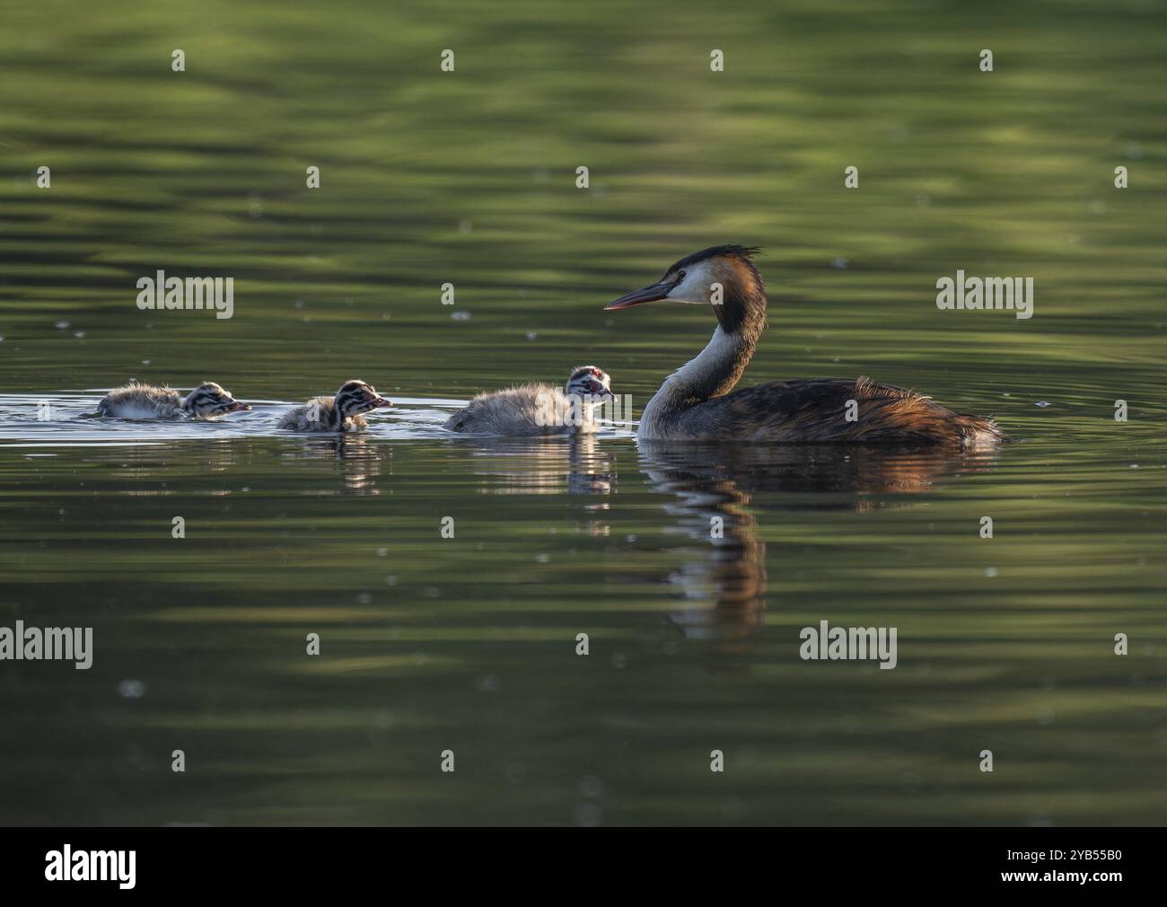 Grande grèbe à crête (poisson-côte festonné Podiceps) avec trois jeunes oiseaux nageant sur un étang, Thuringe, Allemagne, Europe Banque D'Images