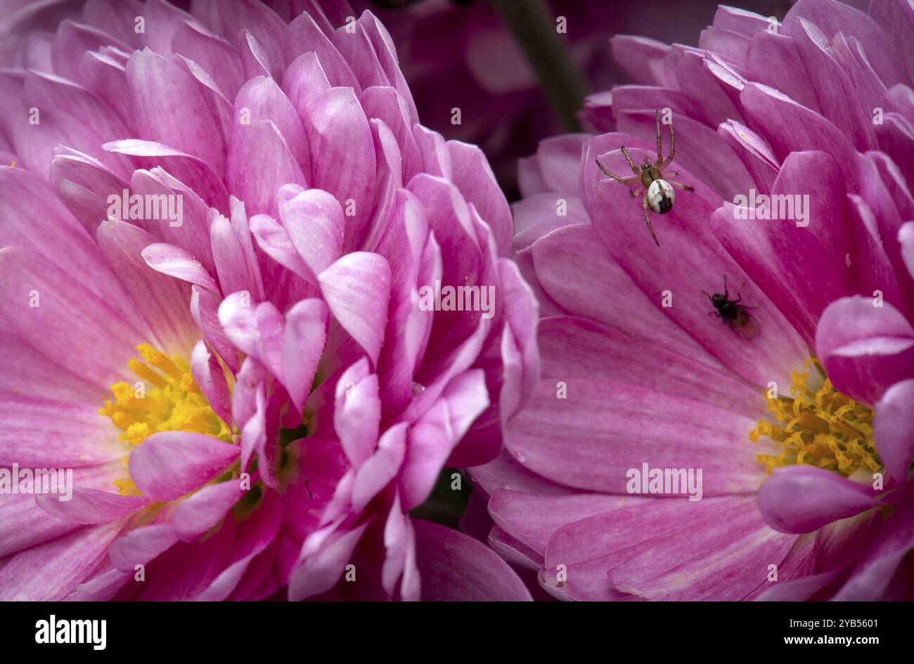 Gros plan, araignée croisée rayée (Mangora acalypha) sur chrysanthème (Crysanthème) violet, Stuttgart, Bade-Wuerttemberg, Allemagne, Europe Banque D'Images