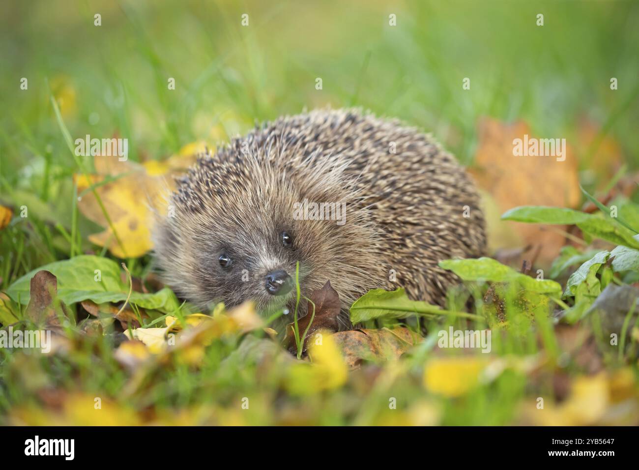 Hérisson européen (Erinaceus europaeus) animal adulte sur une pelouse de jardin urbaine avec des feuilles d'automne tombées à l'automne, Angleterre, Royaume-Uni Banque D'Images