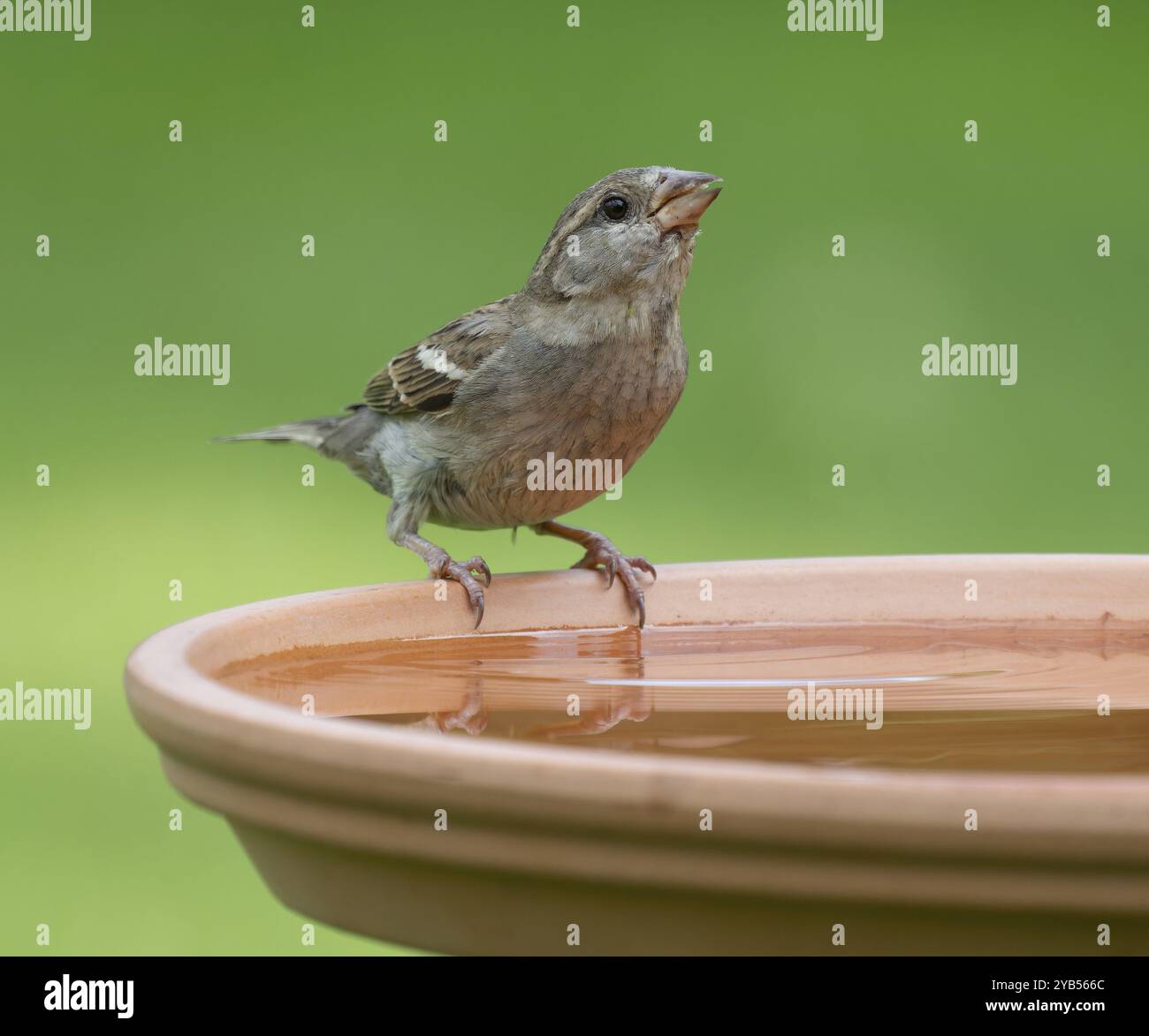 Moineau domestique (passer domesticus) debout sur un bain d'oiseaux, basse-Saxe, Allemagne, Europe Banque D'Images