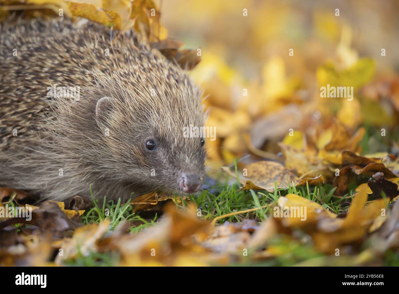 Hérisson européen (Erinaceus europaeus) animal adulte sur une pelouse de jardin urbaine avec des feuilles d'automne tombées à l'automne, Angleterre, Royaume-Uni Banque D'Images