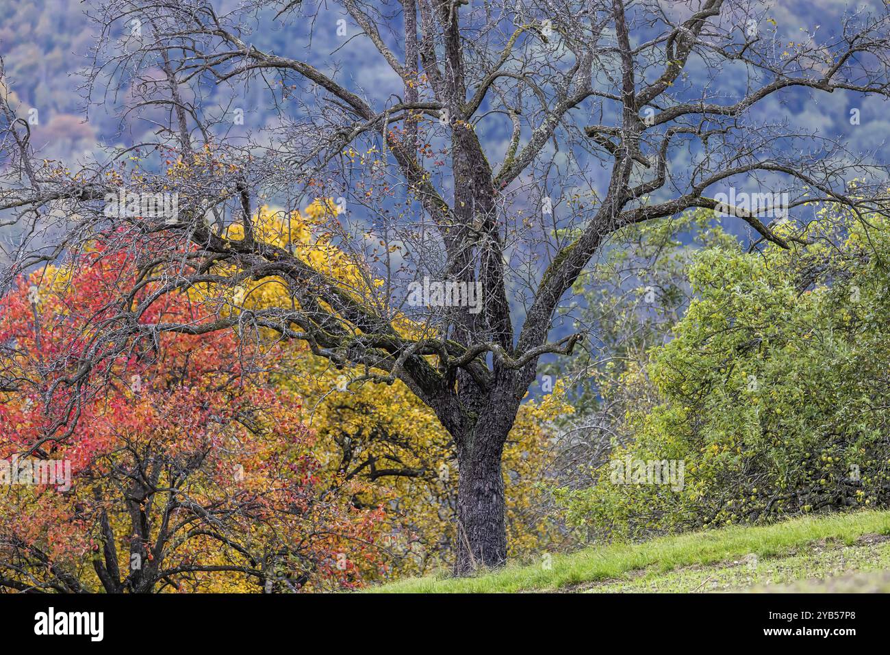 Automne dans l'Alb souabe, arbres fruitiers dans un verger de prairie aux feuilles colorées. Paysage près de Eningen unter Achalm, Bade-Wuerttemberg, Allemagne, UE Banque D'Images