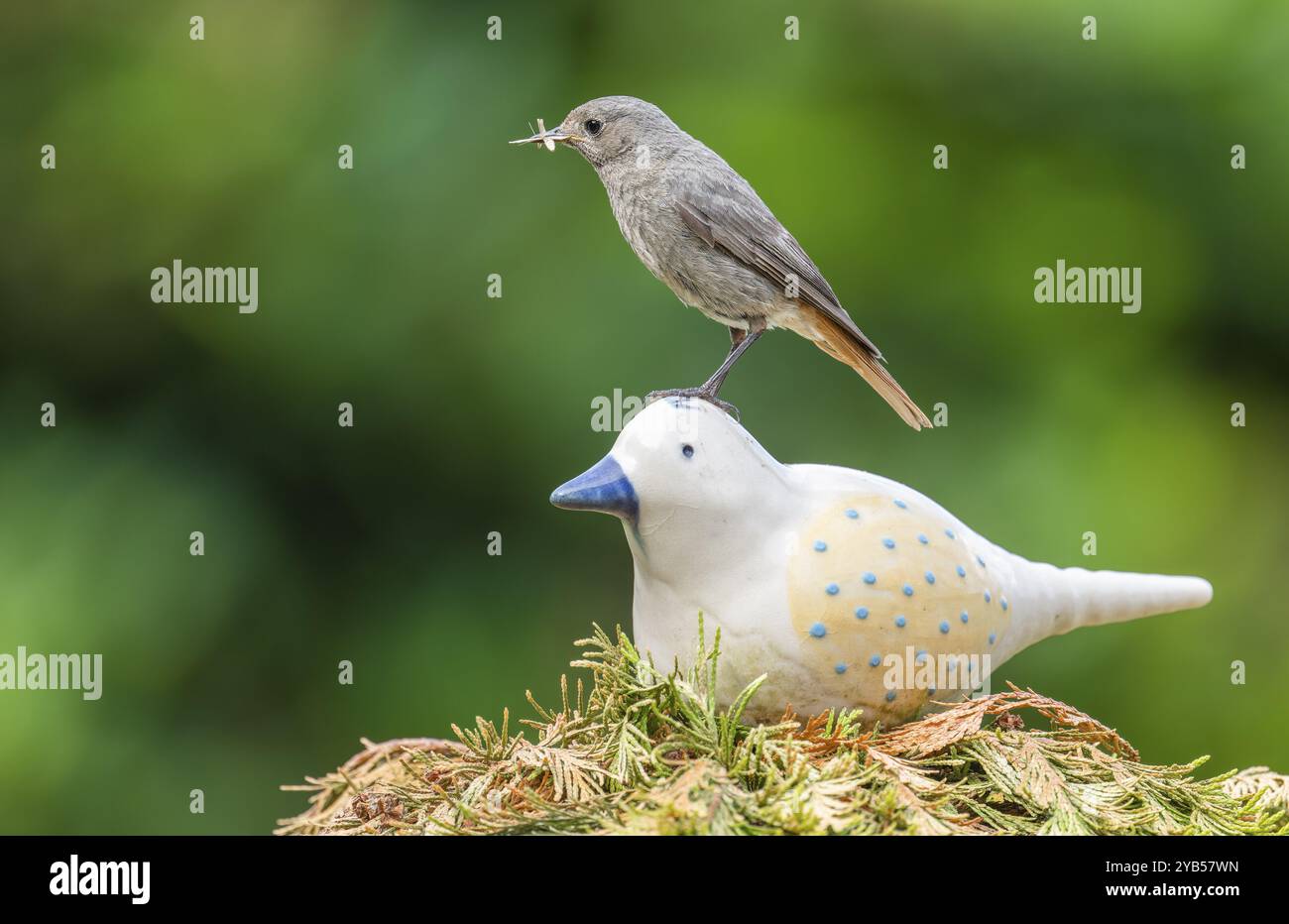 Rouge noir (Phoenicurus ochruros), femelle assise sur un oiseau en céramique dans le jardin avec de la nourriture dans son bec, basse-Saxe, Allemagne, Europe Banque D'Images