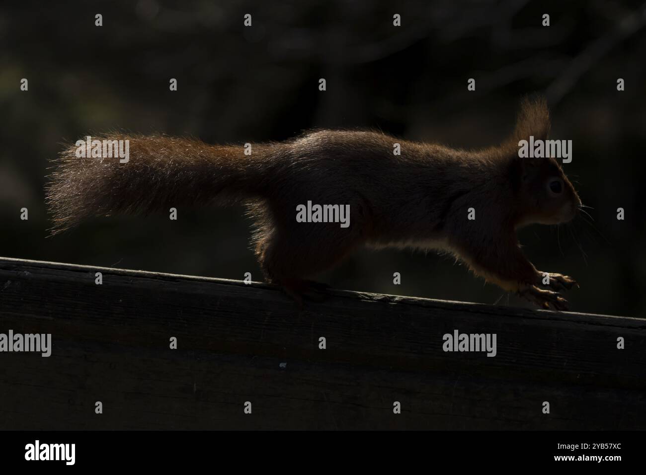 Écureuil roux (Sciurus vulgaris) animal adulte sur une clôture rétroéclairé, Yorkshire, Angleterre, Royaume-Uni, Europe Banque D'Images