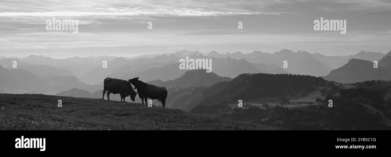 Deux vaches au sommet de Rigi Kulm, Suisse, Europe Banque D'Images