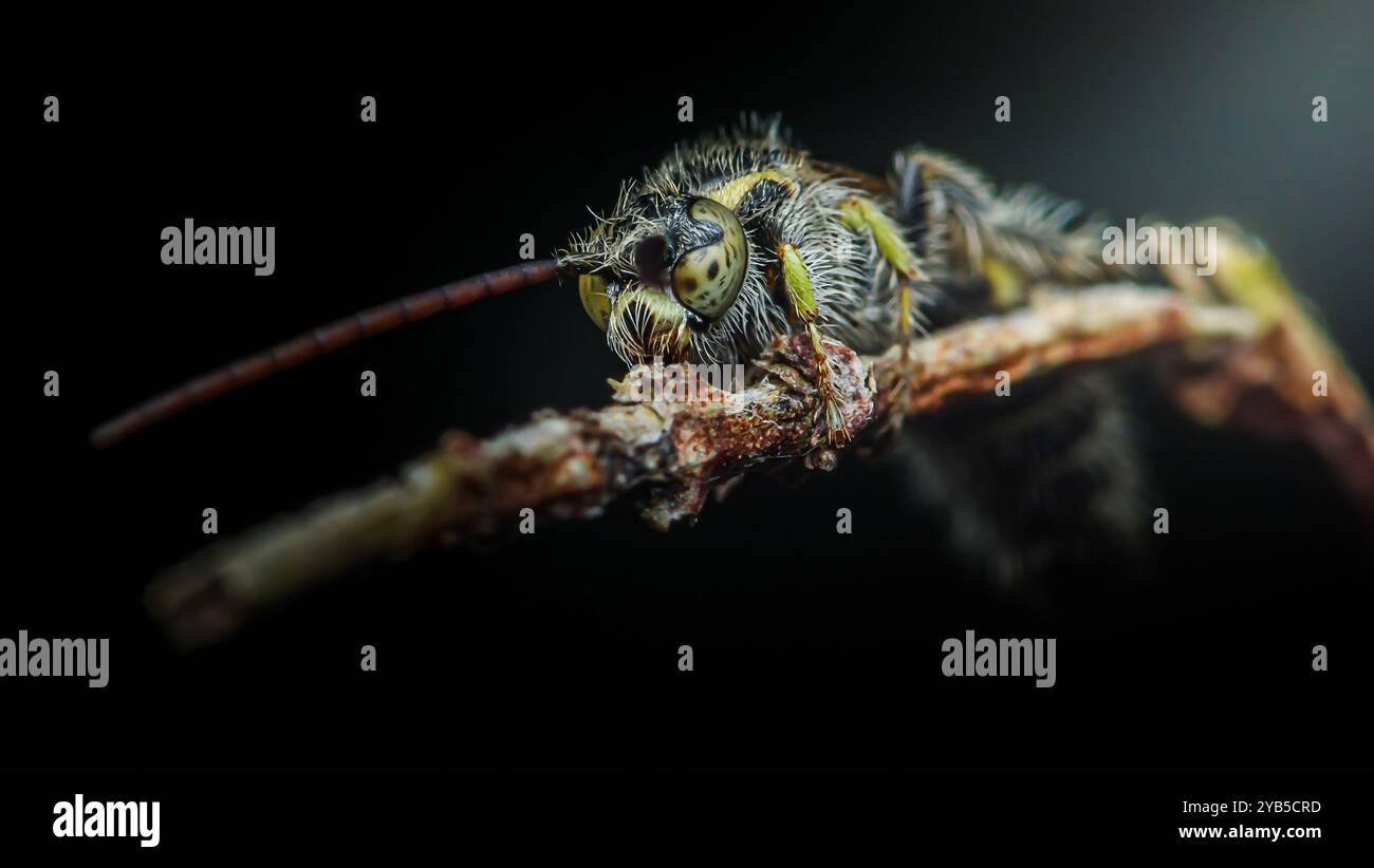 Abeille curieuse perchée sur une branche sur un fond sombre, présentant des couleurs vives et des détails complexes de près, capturant la beauté de la nature dans un Banque D'Images
