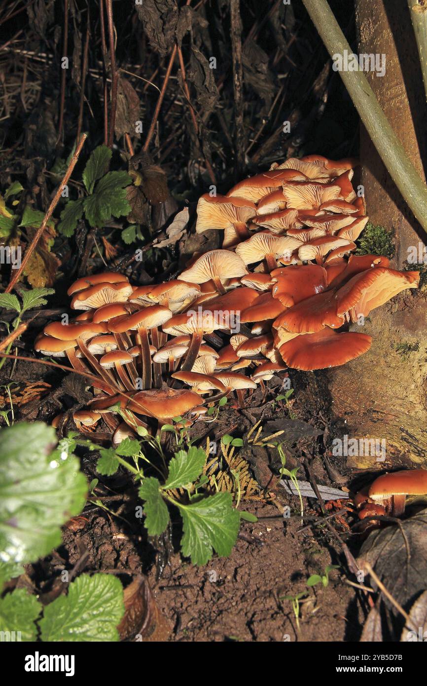 Flammulina velutipes est un champignon résistant au gel qui pousse pendant les mois d'hiver de septembre à avril sur des souches d'arbres Banque D'Images