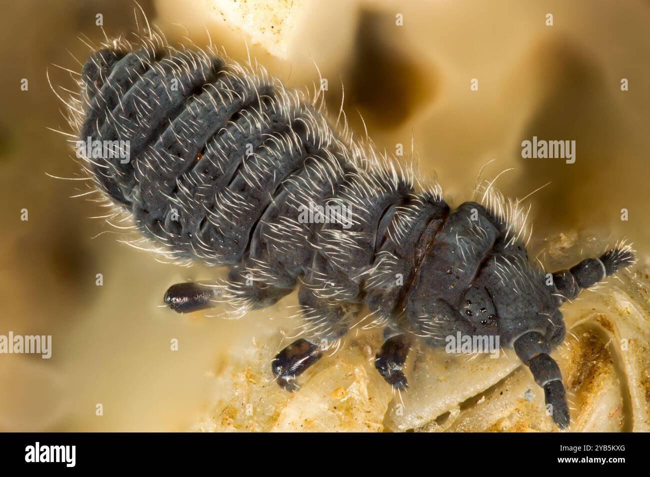 Springtail Anurida marintima Banque D'Images