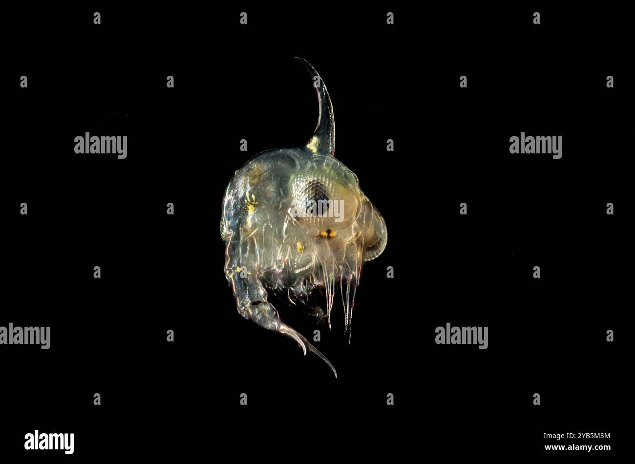 Zoea de crabe Banque D'Images