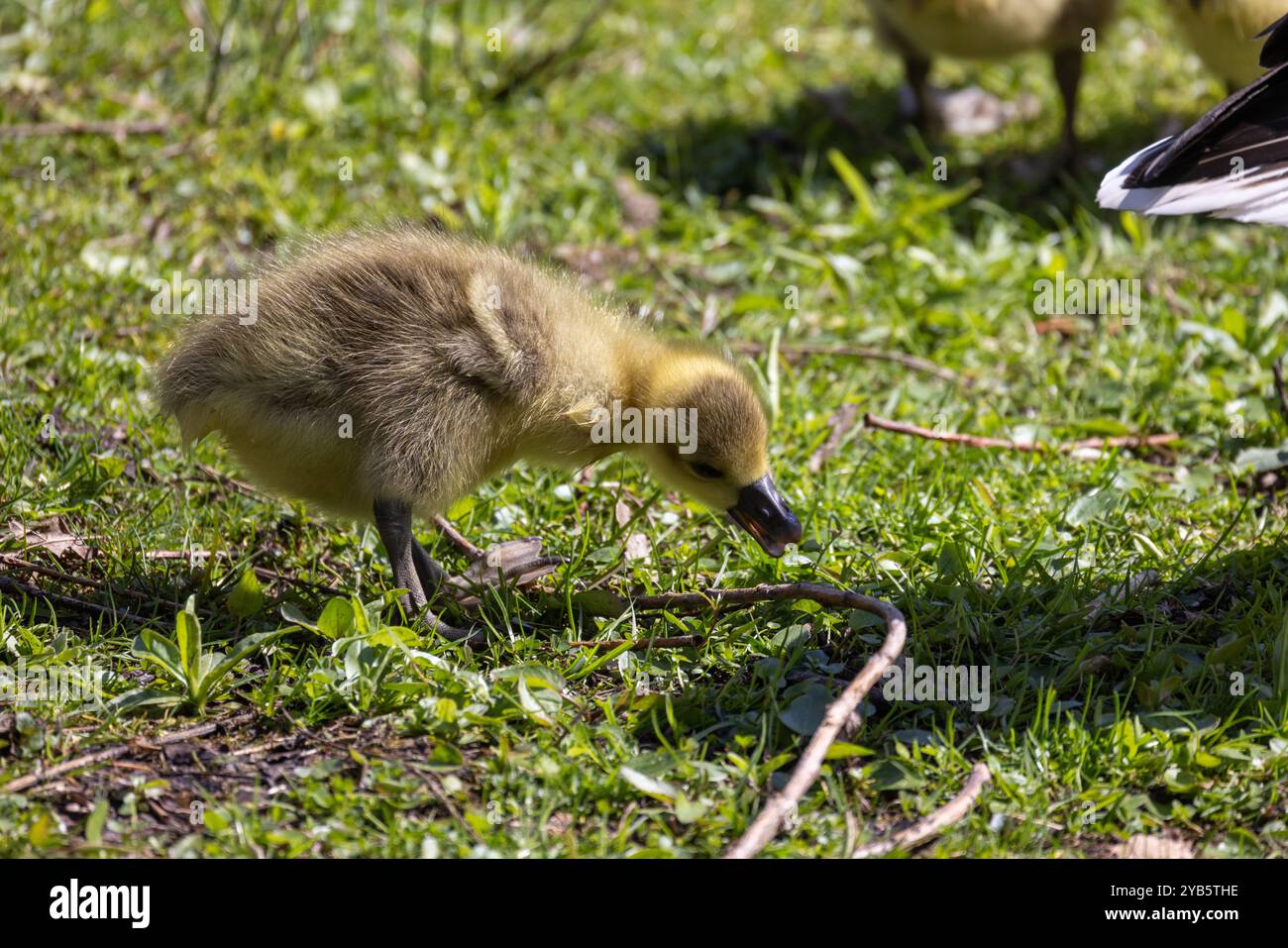 Un charmant gosling énergiquement à la recherche sur l'herbe verte, mettant en valeur la beauté de la jeune faune dans la nature Banque D'Images