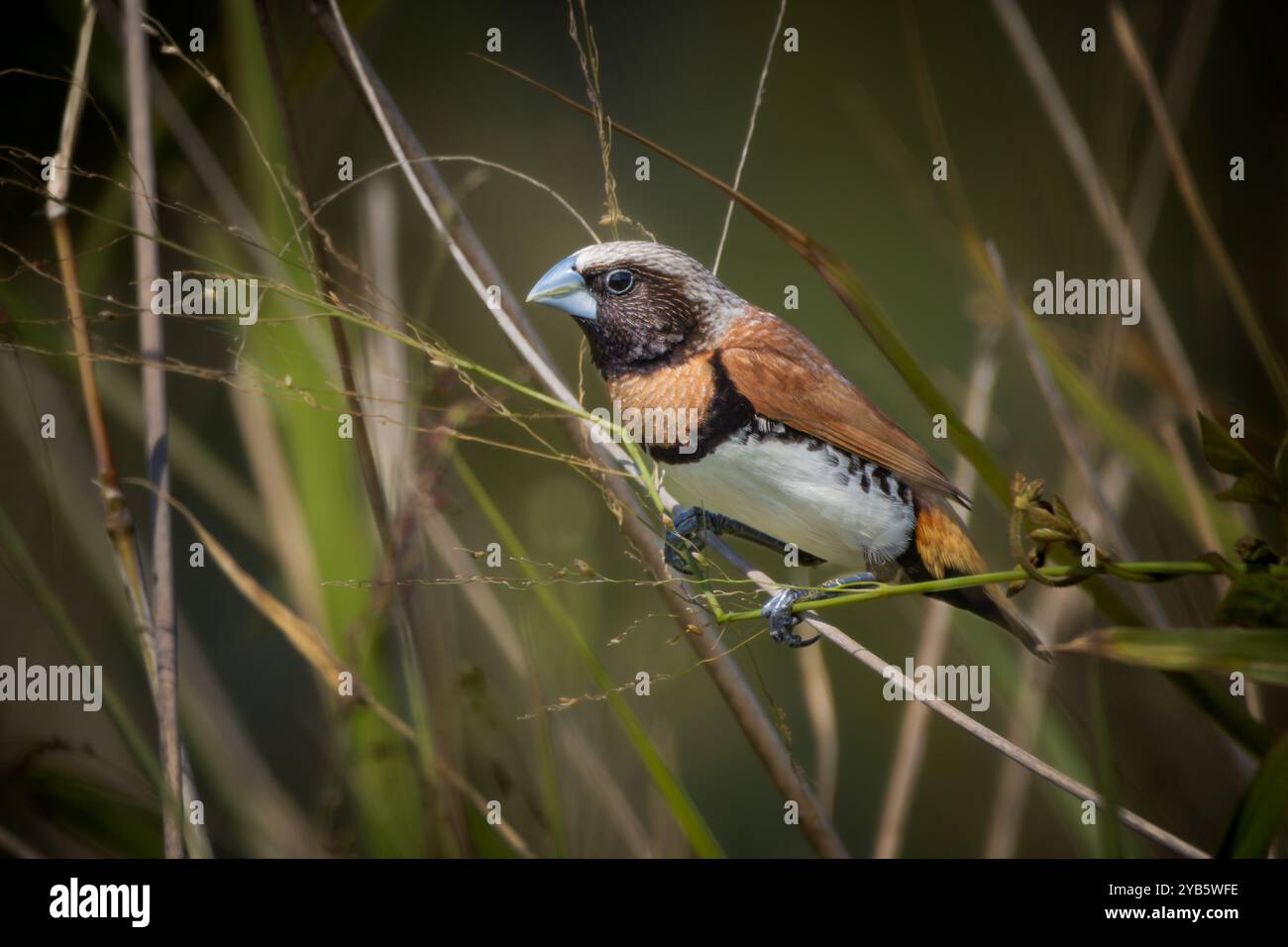 Mannikin à la poitrine de châtaignier perché sur l'herbe Banque D'Images