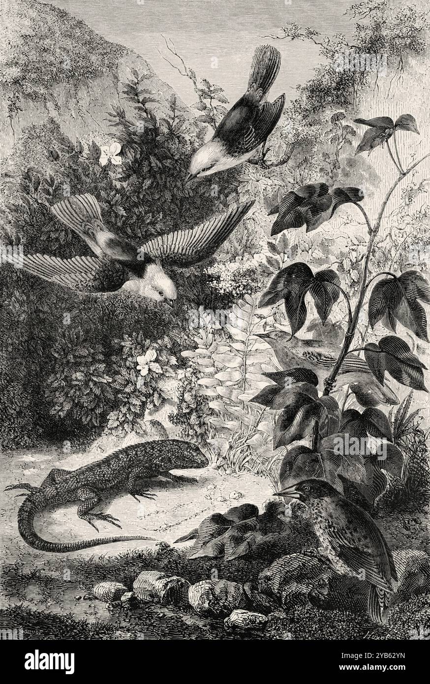 Reptiles et oiseaux des îles Galapagos. Pyrocephalus nanus (en haut), Tenagra darwin (avec ailes repliées), Sylvicola aureola (en bas à droite), Coctarnis assimilis (sur la pierre) Reptile, Leiocephalus gravi. Dessin de Rouyer. Voyages d'un naturaliste dans l'archipel des Galapagos, 1858 par Charles Darwin (1809-1882) le Tour du monde 1860 Banque D'Images