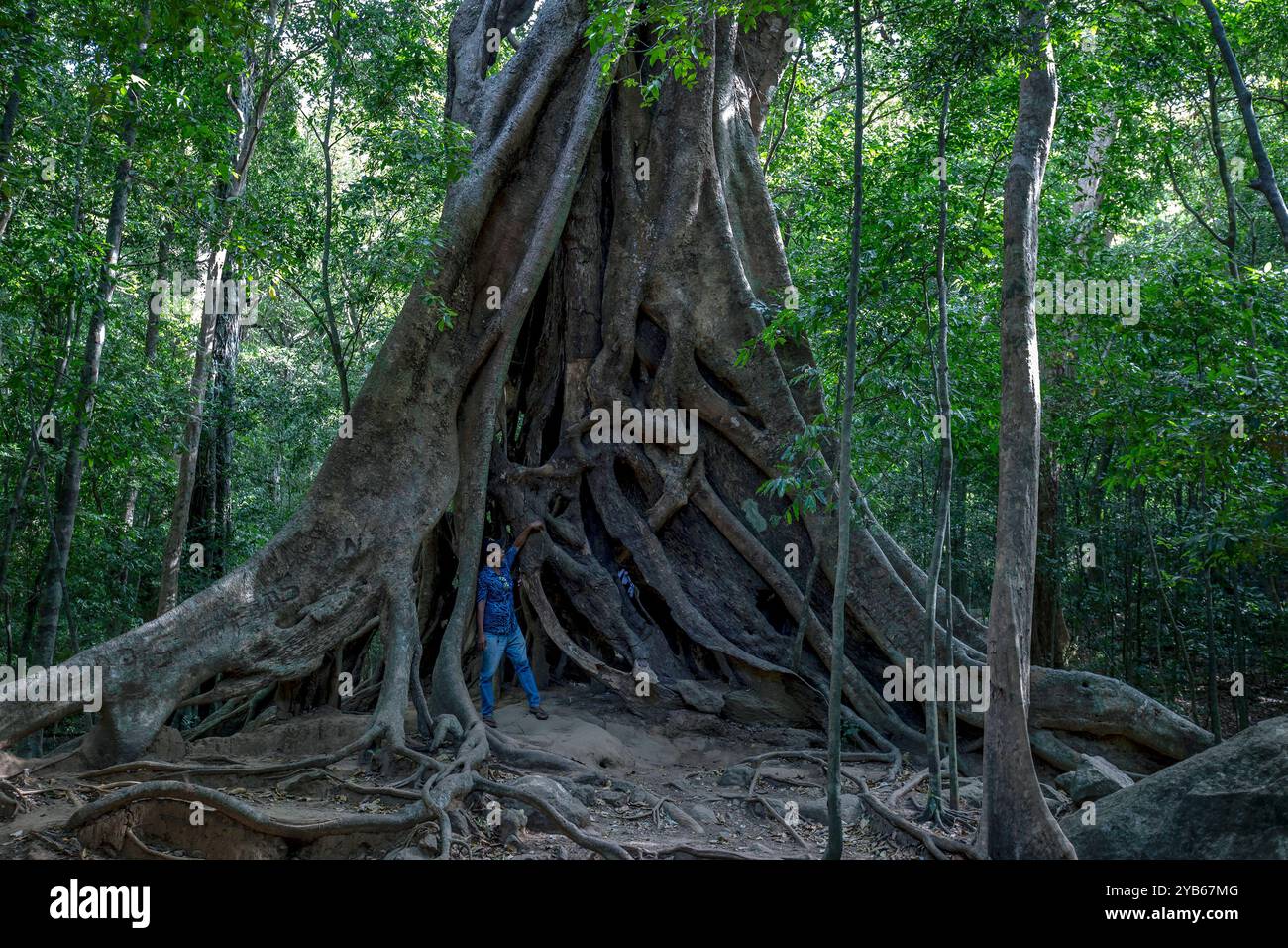 Un homme se tient à côté d'un banyan vieux de 1400 ans (ficus benghalensis) dans les ruines antiques de Ritigala au Sri Lanka. Banque D'Images