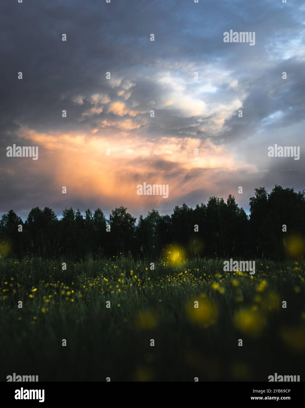 Jeu dramatique de nuages clairs et sombres sur le ciel avec le premier plan de prairie verte et de forêt. Banque D'Images