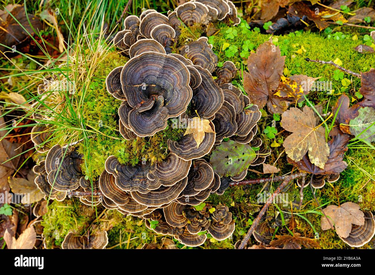 Champignons de plateau poussant sur une bûche tombée entourée de mousse et de feuilles tombées. Banque D'Images