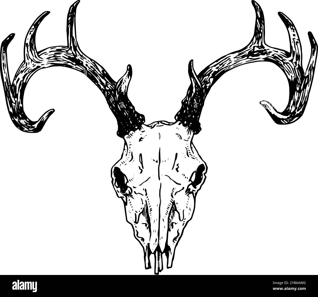 Cerf - illustration dessinée à la main de crâne d'animal en noir et blanc | inspiré par des styles vintage, parfait pour la nature, la bande, l'horreur ou les visuels occultes Banque D'Images