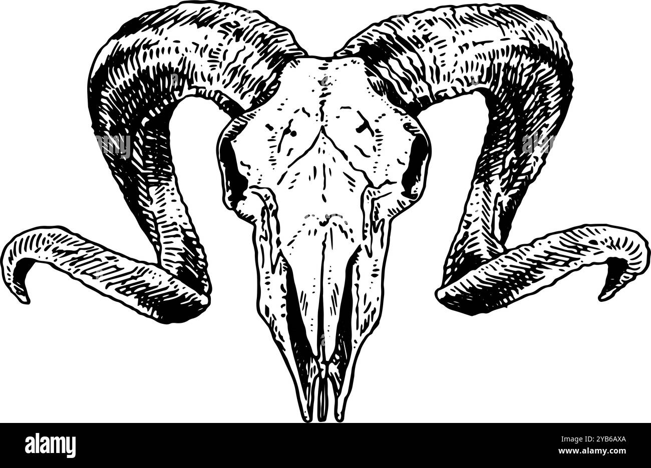 Chèvre - illustration dessinée à la main de crâne d'animal en noir et blanc | inspiré par des styles vintage, parfait pour la nature, la bande, l'horreur ou les visuels occultes Banque D'Images
