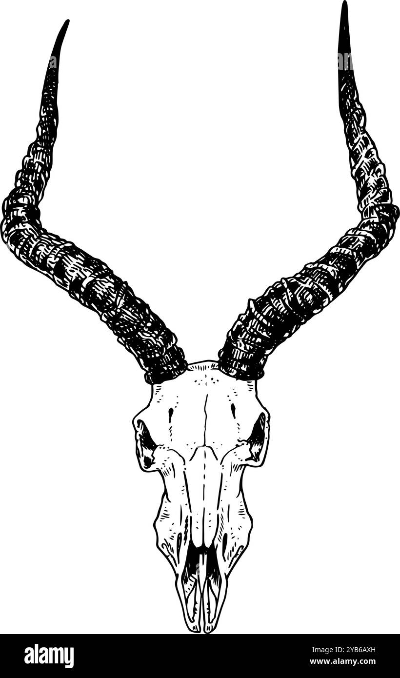 Antelope - illustration dessinée à la main de crâne d'animal en noir et blanc | inspiré par des styles vintage, parfait pour la nature, la bande, l'horreur ou les visuels occultes Banque D'Images
