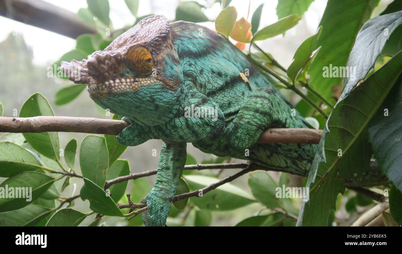 Le caméléon de Parson (Calumma parsonii) est une espèce de caméléon de la famille des Chamaeleonidae endémique de l'est et du nord de Madagascar. Banque D'Images