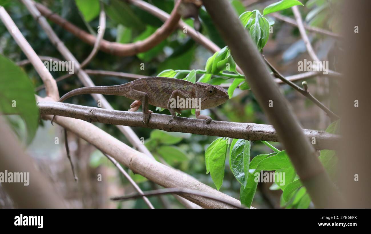 Le caméléon d'Oustalet (Furcifer oustaleti) se fond dans son environnement naturel sur une branche d'arbre, affichant un camouflage adaptatif à Madagascar. Banque D'Images