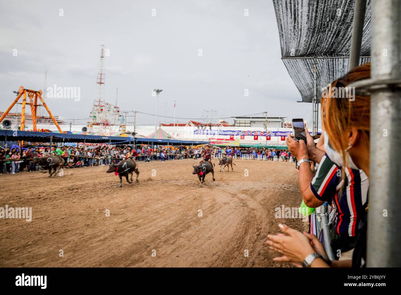 Chonburi Buffalo Racing Festival en Thaïlande les jockeys thaïlandais participent aux courses annuelles de buffles d'eau dans la province de Chonburi, en Thaïlande, le 16 octobre 2024. On estime que 300 buffles d'eau participent au festival de courses de buffles d'eau vieux de plusieurs siècles. Les races sont divisées en catégories, où les buffles sont placés en fonction de leur âge. Le festival annuel a lieu chaque année en octobre parmi les riziculteurs pour célébrer la récolte du riz et pour marquer la fin du Carême bouddhiste. Chonburi Thaïlande Copyright : xMatrixxImagesx/xDiegoxAzubelx Banque D'Images