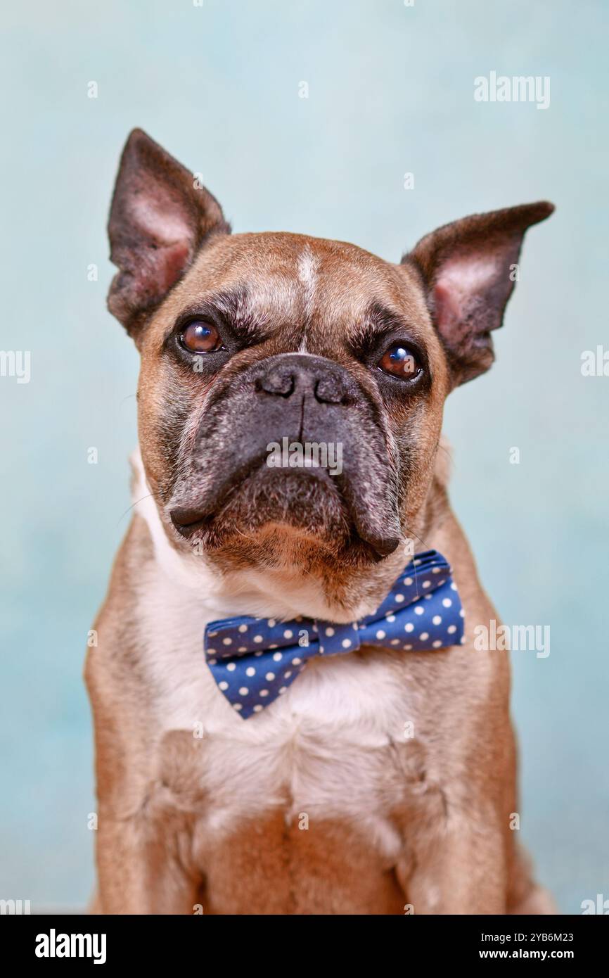 Portrait de chien bouledogue français mignon fauve avec noeud papillon bleu devant un fond de studio bleu pastel Banque D'Images
