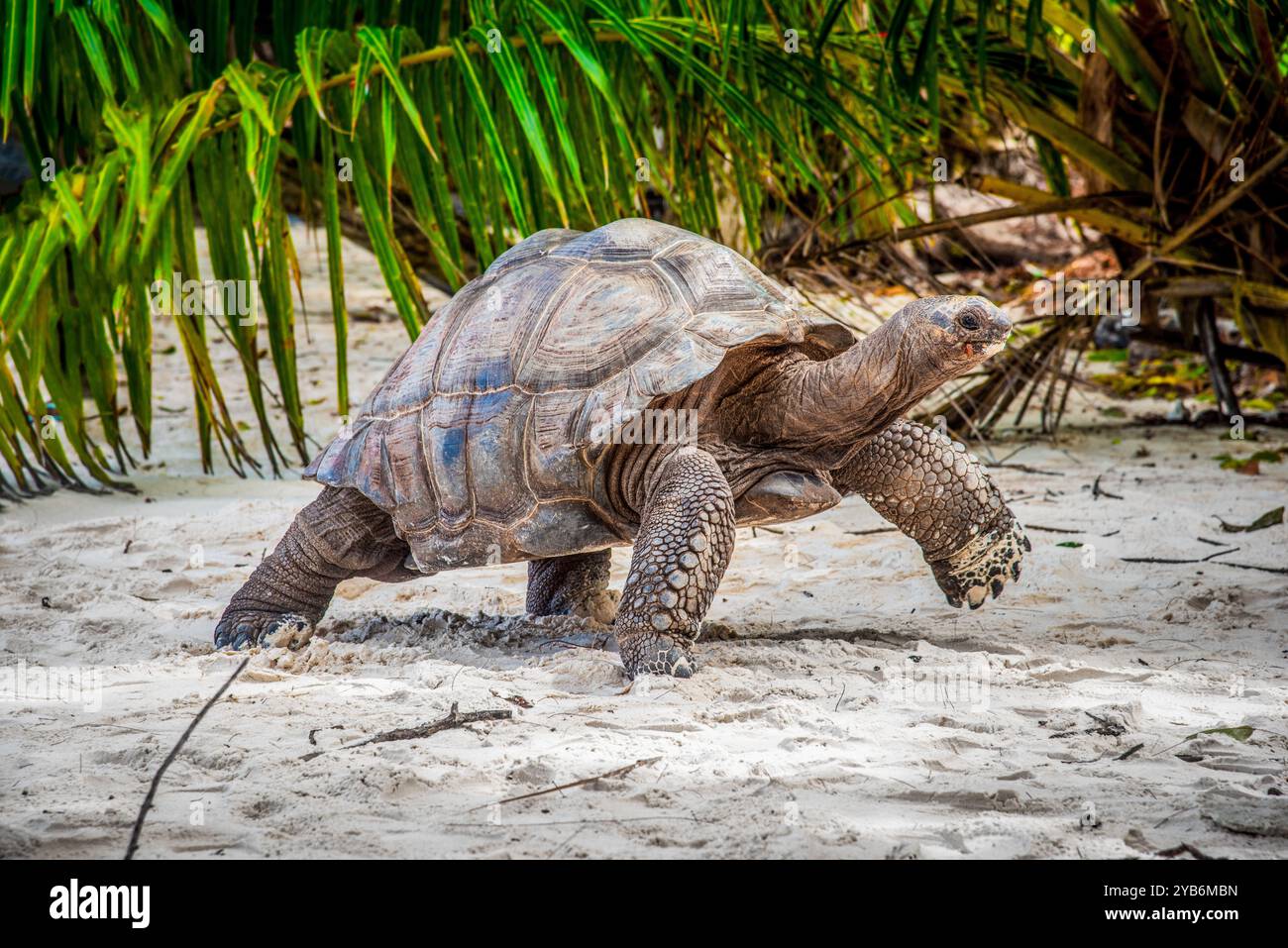 Énorme tortue marchant dans une plage tropicale aux Seychelles, en Afrique Banque D'Images